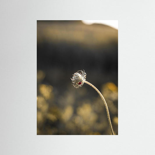 Ladybug on a flower during the sunset in the Netherlands
