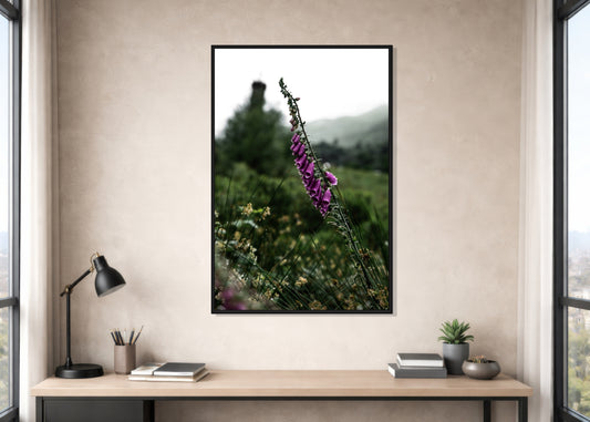 Foxgloves in the Scottish Highlands