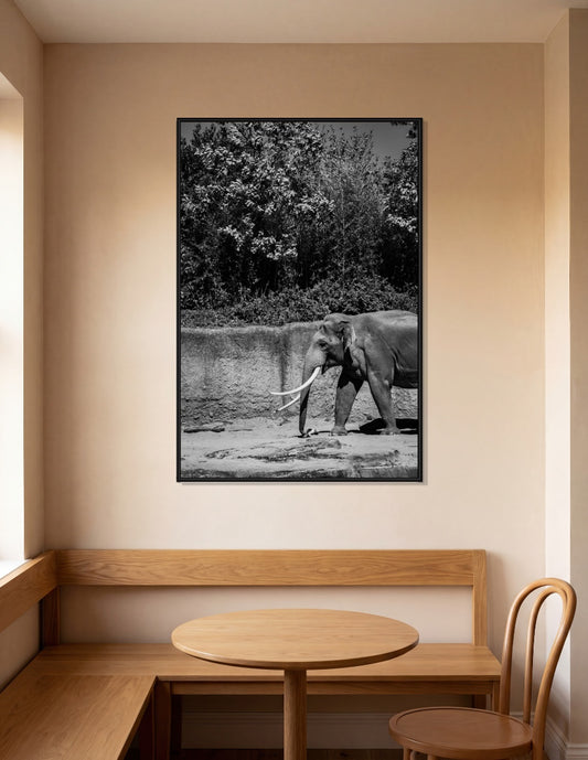 Elephant in black & white